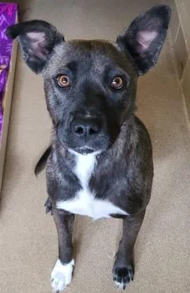 An adult medium-sized female Gray / Blue / Silver Australian Cattle Dog / Blue Heeler dog named Nola for adoption in Canon City, CO
