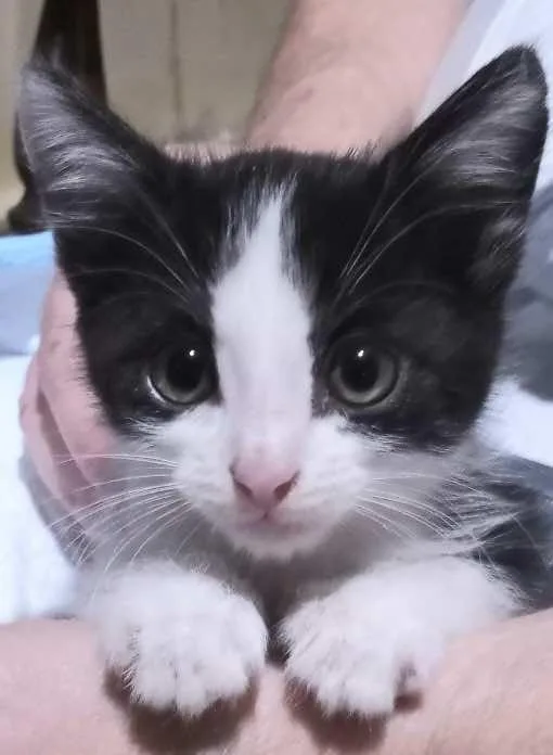 A baby medium-sized male Black & White / Tuxedo Domestic Short Hair cat named Wallace for adoption in Spring Branch, TX
