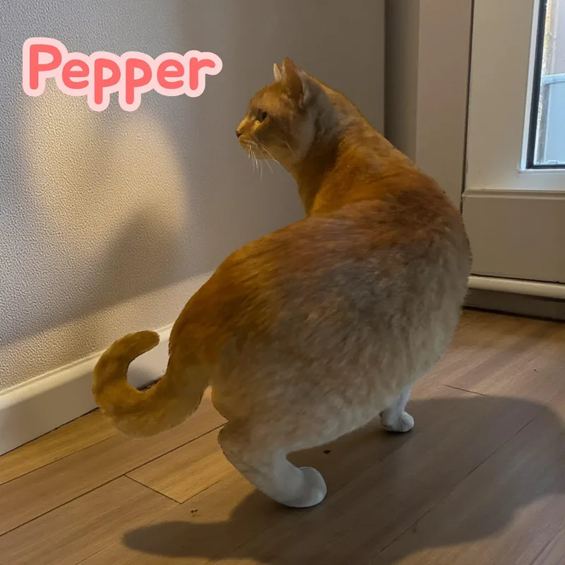 Pepper thumbnail 2
