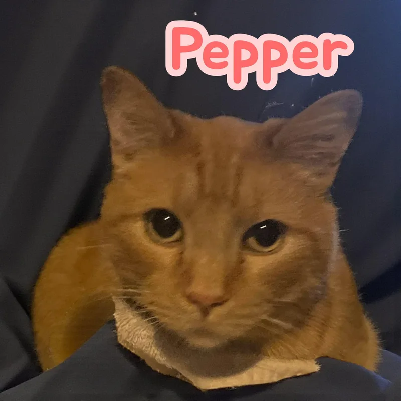 An adult large-sized female Orange / Red Domestic Short Hair cat named Pepper for adoption in Chuckey, TN