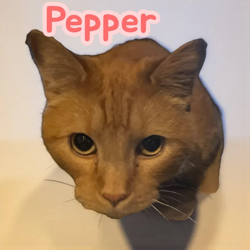 Pepper thumbnail 3