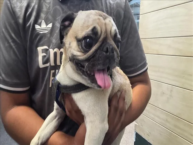 Gordo