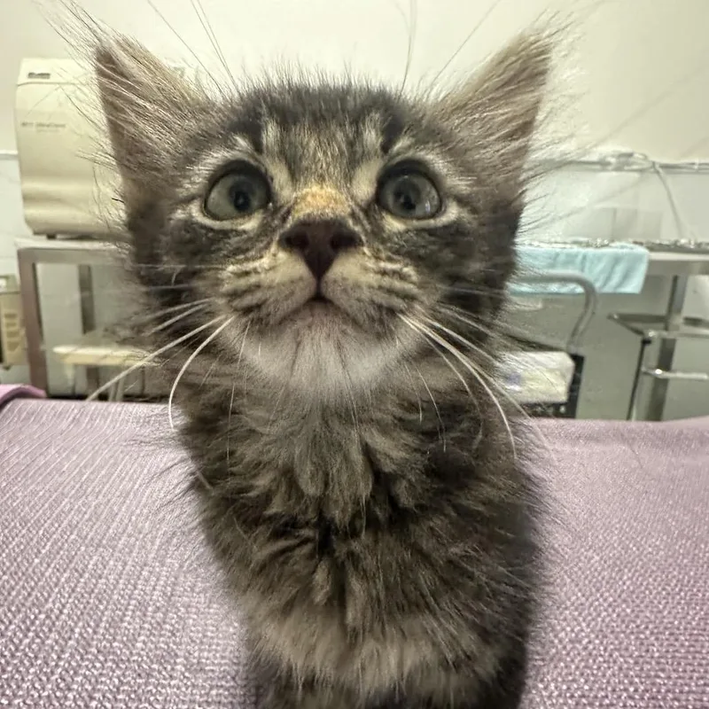 A baby medium-sized male Tabby (Brown / Chocolate) Domestic Short Hair cat named Spice for adoption in Evanston, IL