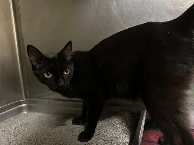 A young small-sized female Domestic Short Hair cat named Patricia for adoption in Boston, MA