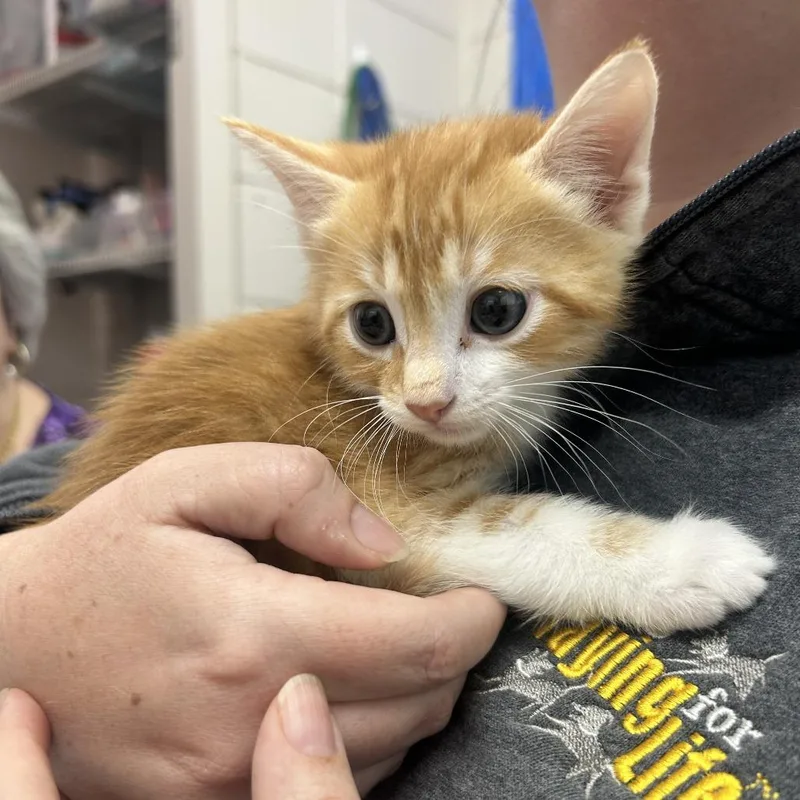 A baby small-sized male Orange / Red Domestic Short Hair cat named Steadman for adoption in Huntsville, AL