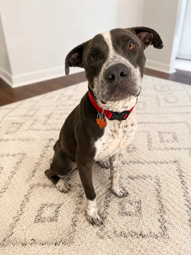 A young medium-sized male American Staffordshire Terrier dog named Ollie for adoption in Houston, TX