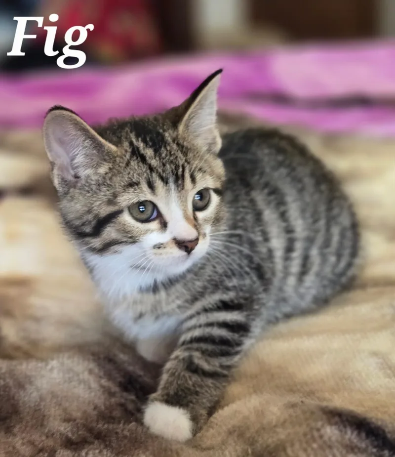 A baby medium-sized male Tabby (Gray / Blue / Silver) Domestic Short Hair cat named Fig for adoption in La Crescent, MN