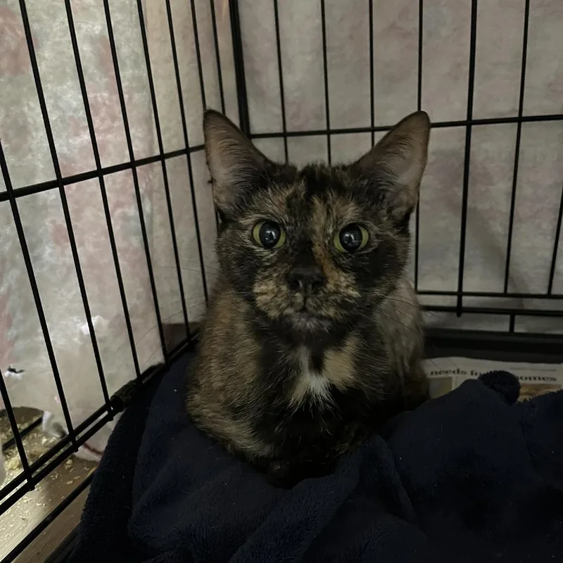 An adult medium-sized female Tortoiseshell Domestic Short Hair cat named Emivia for adoption in Verona, VA