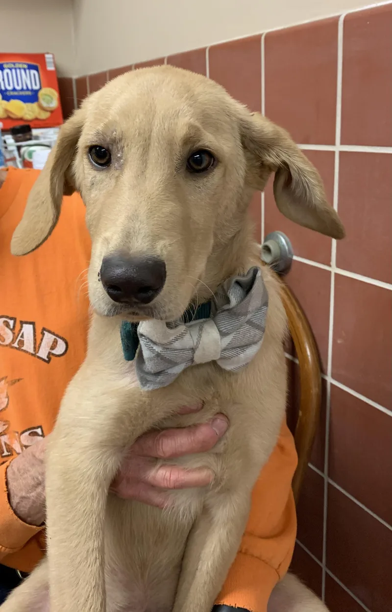 A baby medium-sized male Labrador Retriever dog named Macchiato for adoption in Chardon, OH