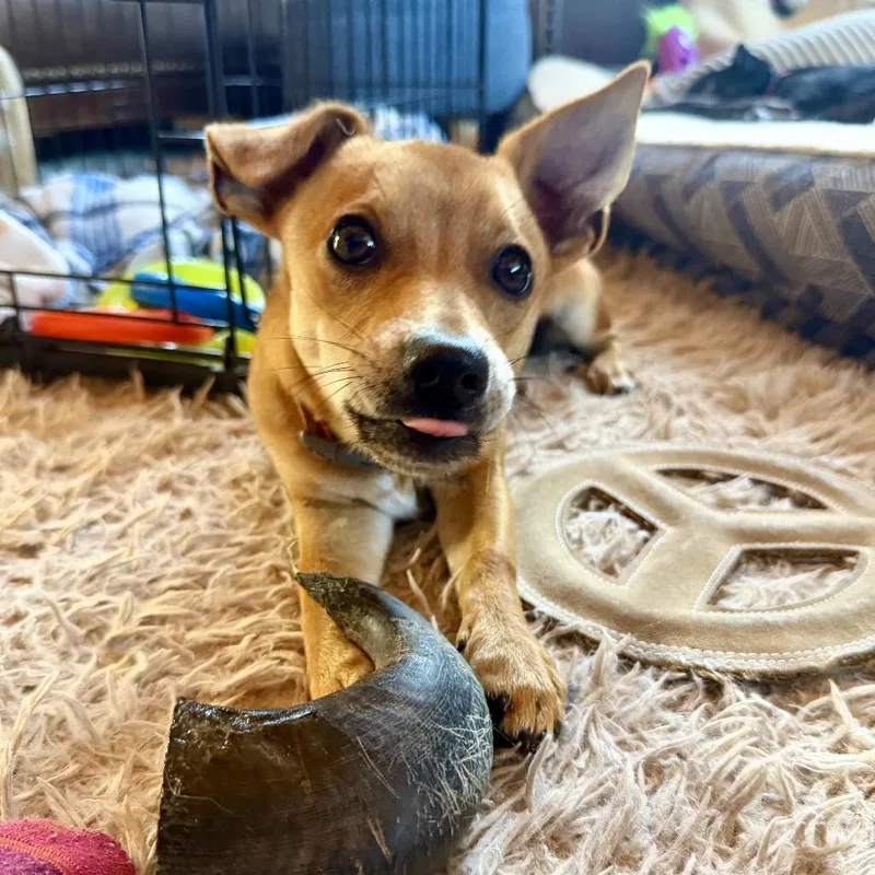 Phineas thumbnail 3
