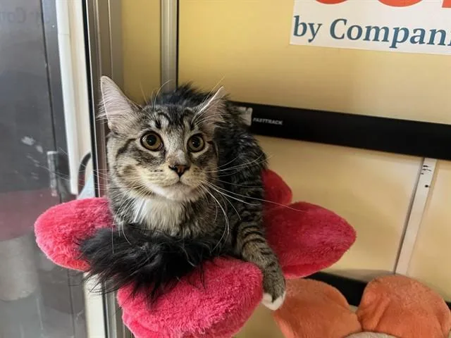 A young small-sized male Domestic Medium Hair cat named Pharaoh for adoption in Lancaster, CA