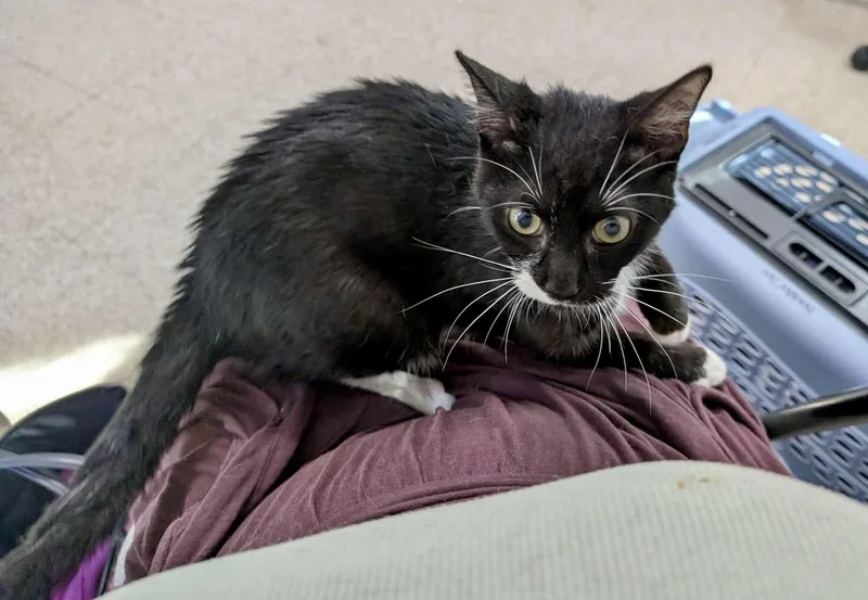 Asparagus thumbnail 2