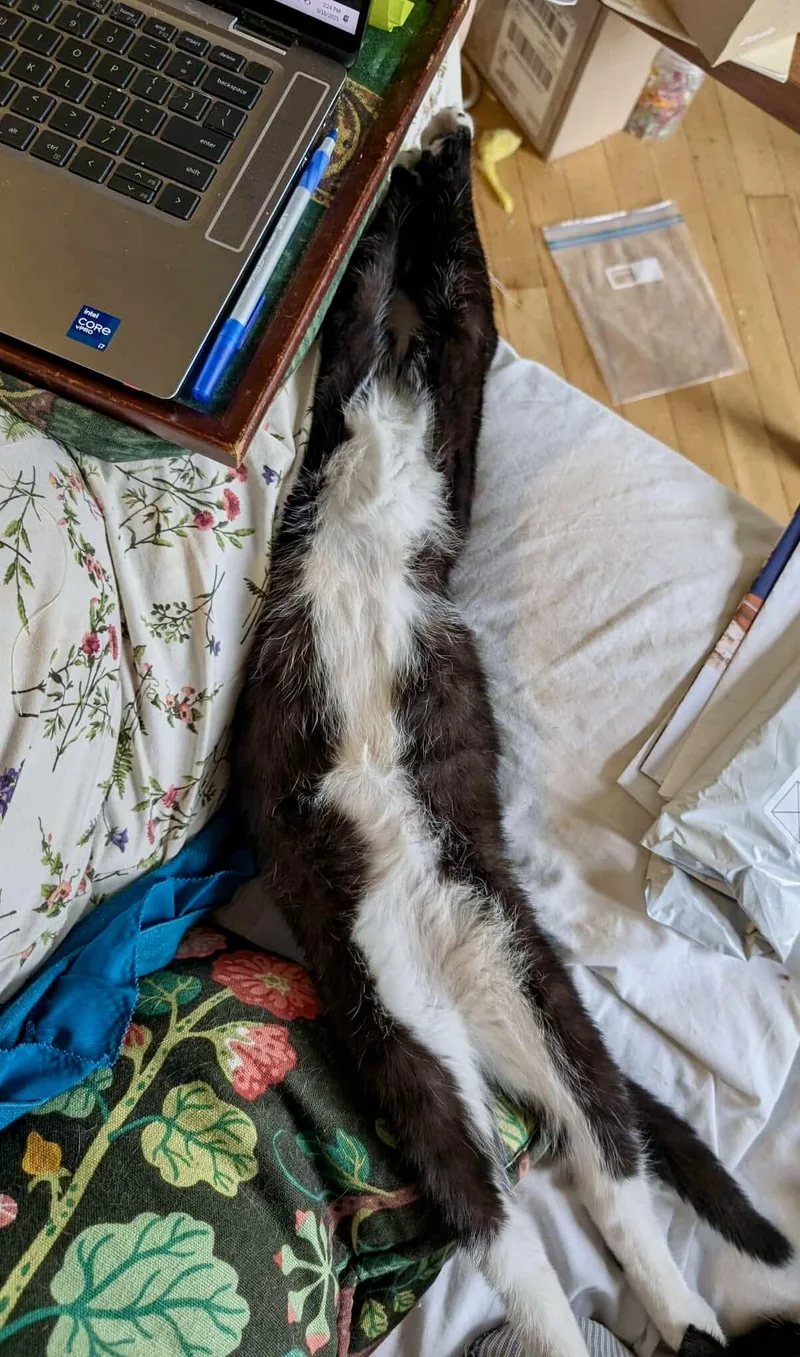 Asparagus thumbnail 6