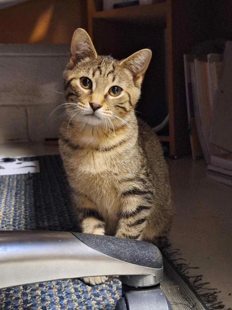 A baby small-sized male Domestic Short Hair cat named C Litter Hannibal for adoption in Livonia, MI