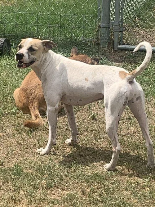 An adult medium-sized male Australian Cattle Dog / Blue Heeler dog named Arlo for adoption in Spring, TX