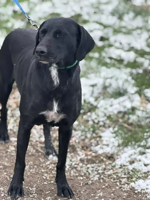 A young medium-sized female Labrador Retriever dog named Mabel for adoption in Ashville, OH