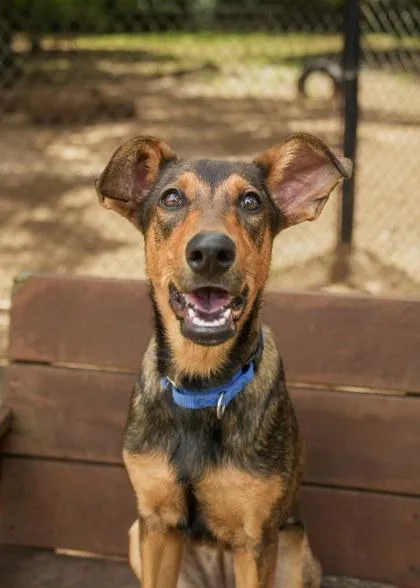 A young large-sized female Shepherd dog named Hennessy for adoption in Aiken, SC