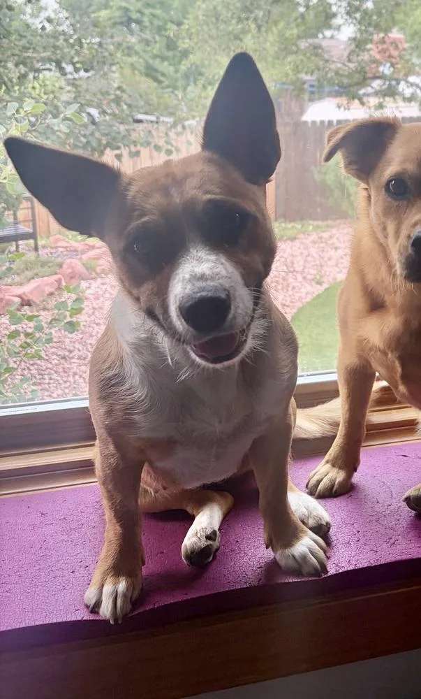 Pepper thumbnail 2
