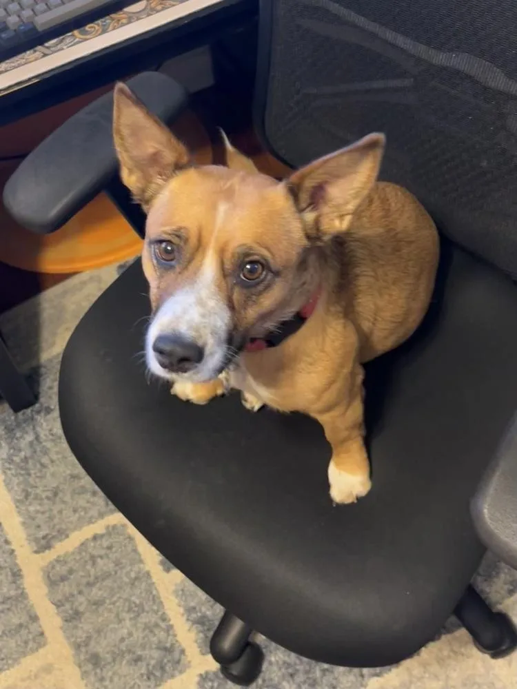 Pepper thumbnail 4