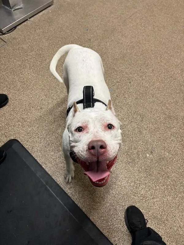 An adult large-sized female White / Cream Pit Bull Terrier dog named Mavis for adoption in Fruit Heights, UT