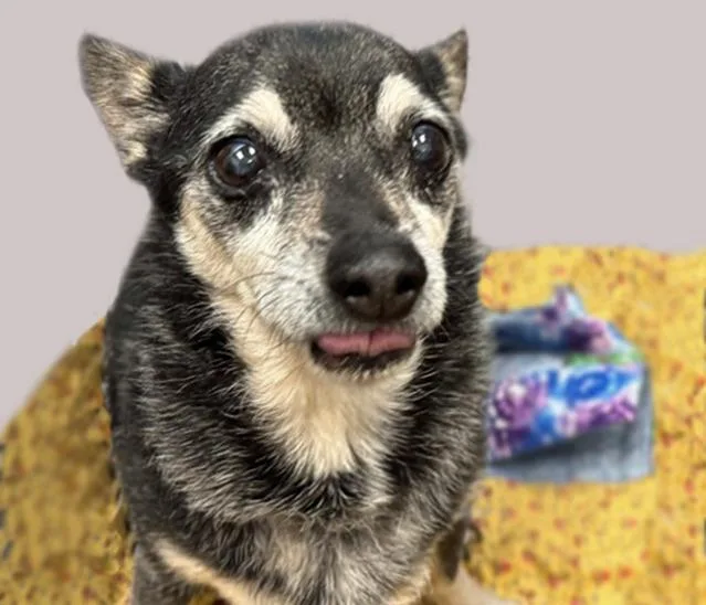 A senior small-sized male Chihuahua dog named Amigo for adoption in Tucson, AZ