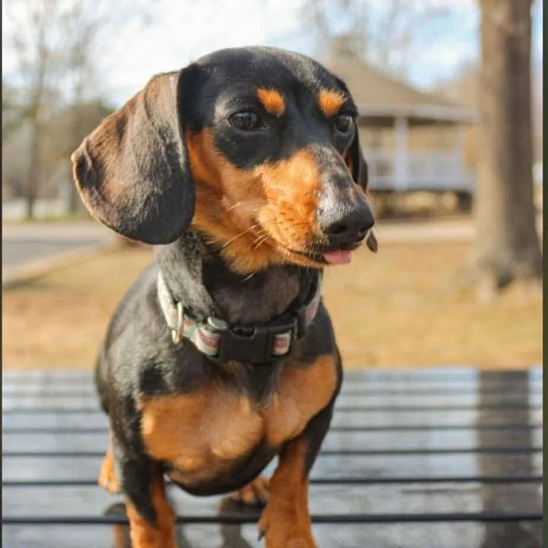 An adult small-sized female Black Miniature Dachshund dog named Valkyrie for adoption in Alexandria, VA