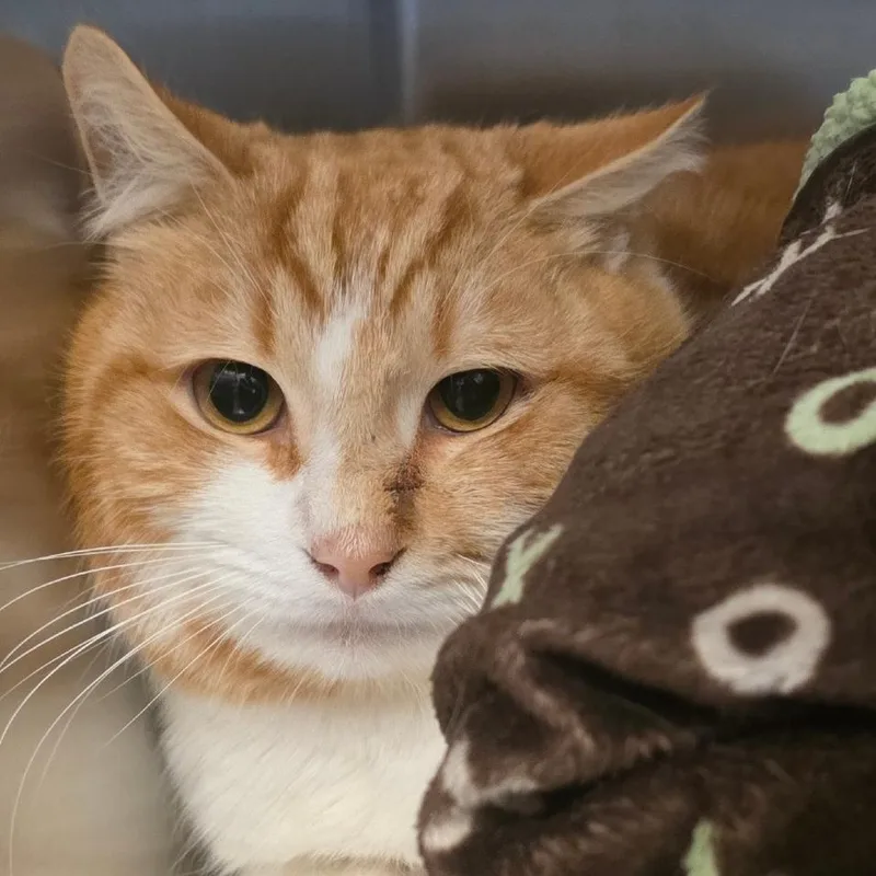 Sir Evander Lockwood