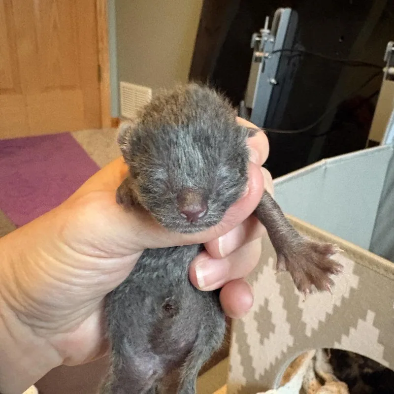 A baby small-sized male Gray / Blue / Silver Domestic Short Hair cat named Bleu for adoption in Chaska, MN