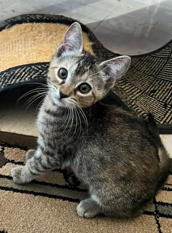 A baby small-sized female Domestic Short Hair cat named Debra for adoption in Wellington, FL