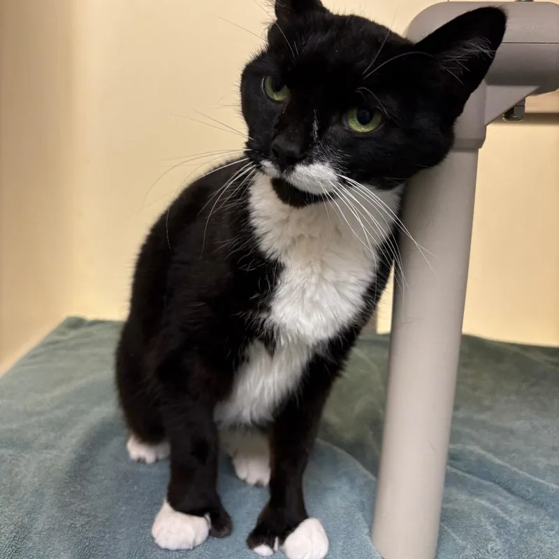 A senior medium-sized female Black Domestic Short Hair cat named Paws for adoption in Harrisonburg, VA