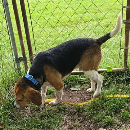 An adult medium-sized male White / Cream Beagle dog named Ranger for adoption in Columbia Station, OH