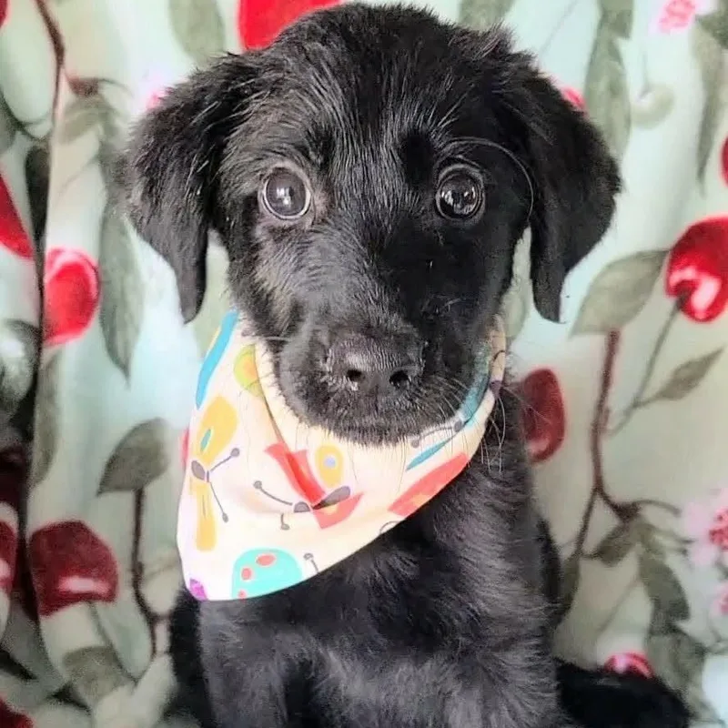 A baby large-sized female Black Labradoodle dog named Zelda for adoption in Woolwich, ME