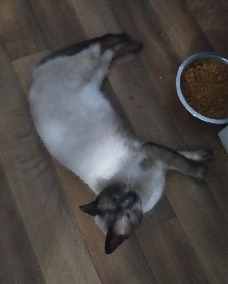 An adult medium-sized female Seal Point Siamese cat named Bea Arthur for adoption in Port Wentworth, GA
