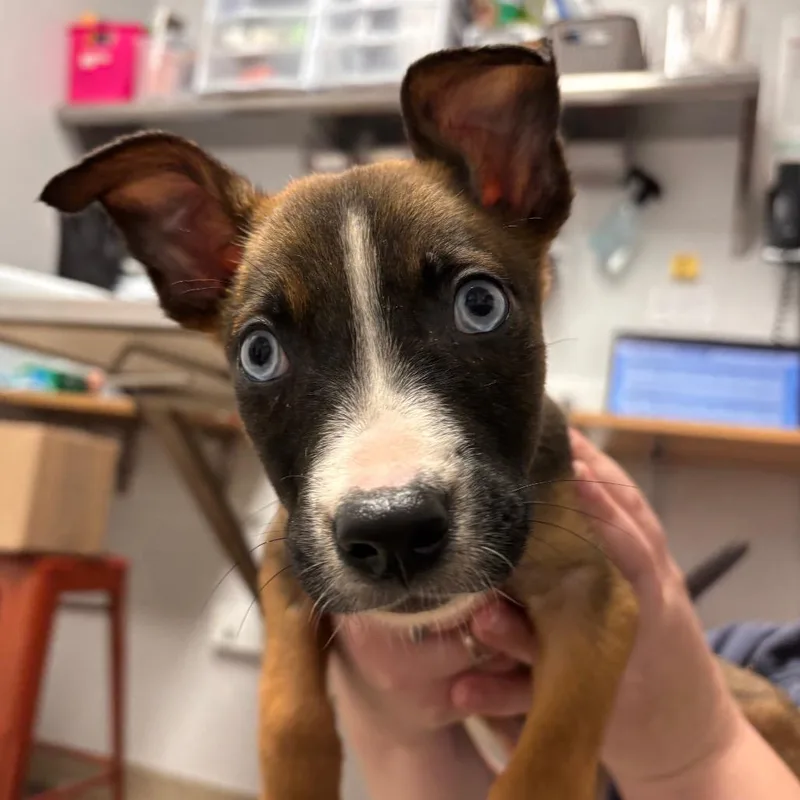 A baby small-sized male Brown / Chocolate Mixed Breed dog named Archie for adoption in Brookfield, WI