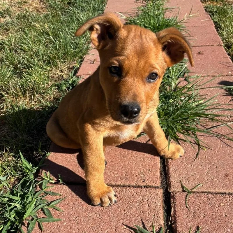 A baby large-sized male Golden Mastiff dog named Scrappy for adoption in Colonial Heights, VA