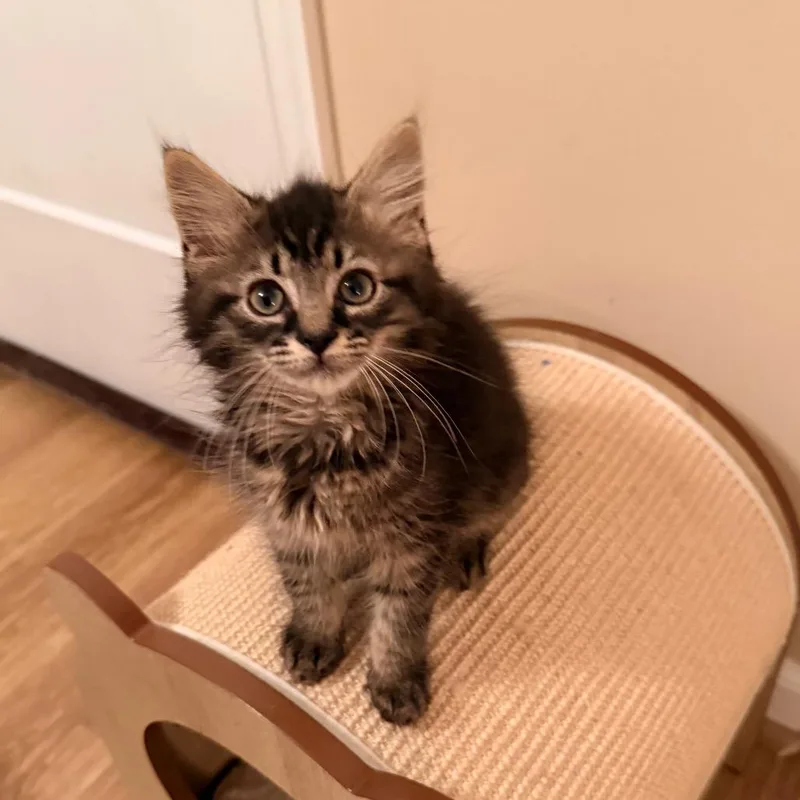 A baby small-sized male Brown / Chocolate Domestic Medium Hair cat named Chewie for adoption in Harrisonburg, VA