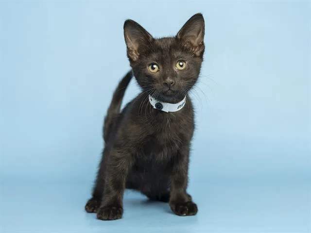 A baby small-sized female Domestic Short Hair cat named Billie for adoption in Phoenix, AZ