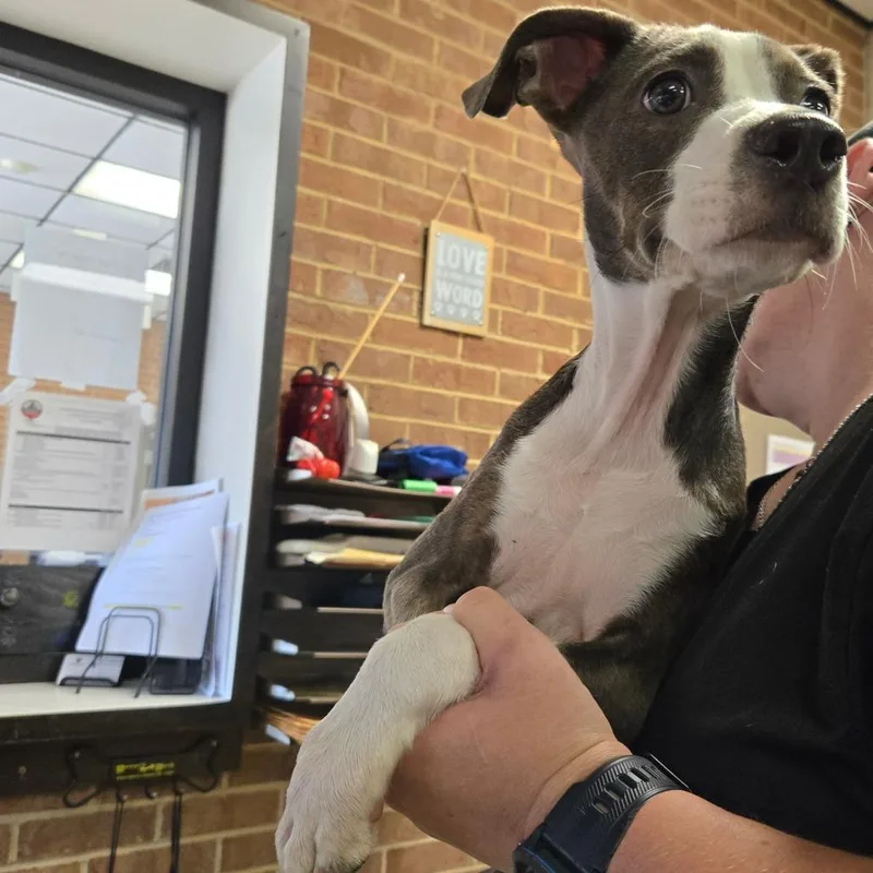A baby small-sized female Pit Bull Terrier dog named Blossom for adoption in Birmingham, AL