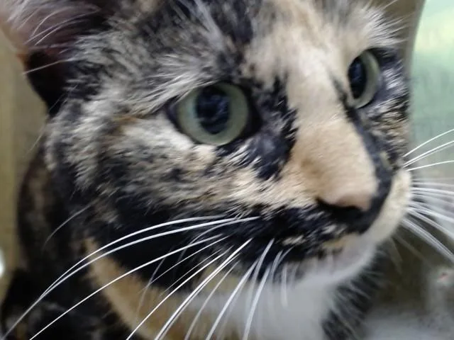 An adult small-sized female Domestic Short Hair cat named Scuffer for adoption in Moreno Valley, CA
