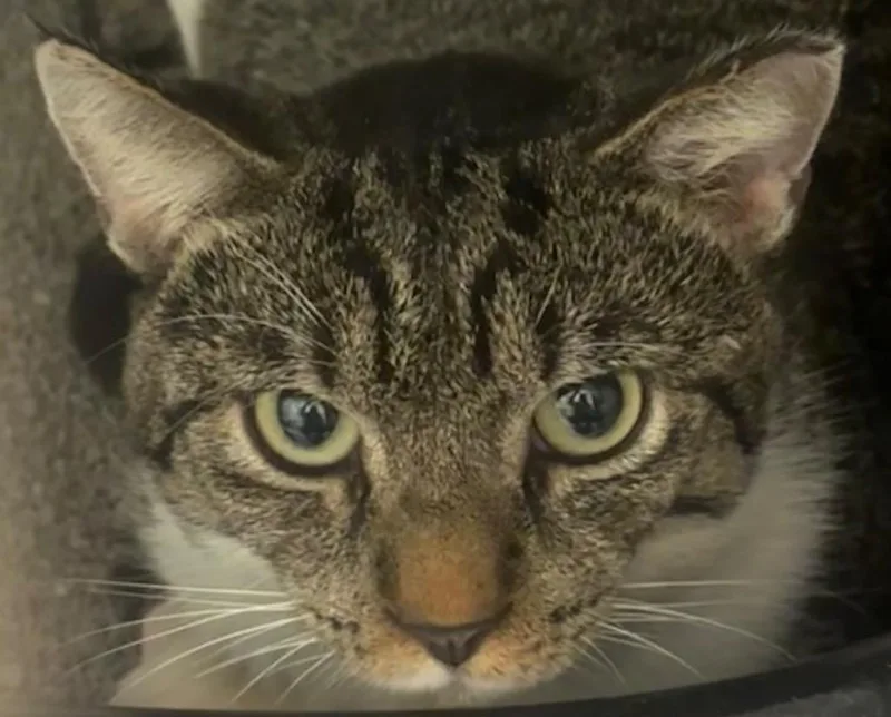 A young large-sized male Domestic Short Hair cat named Twizzler for adoption in Elizabethton, TN
