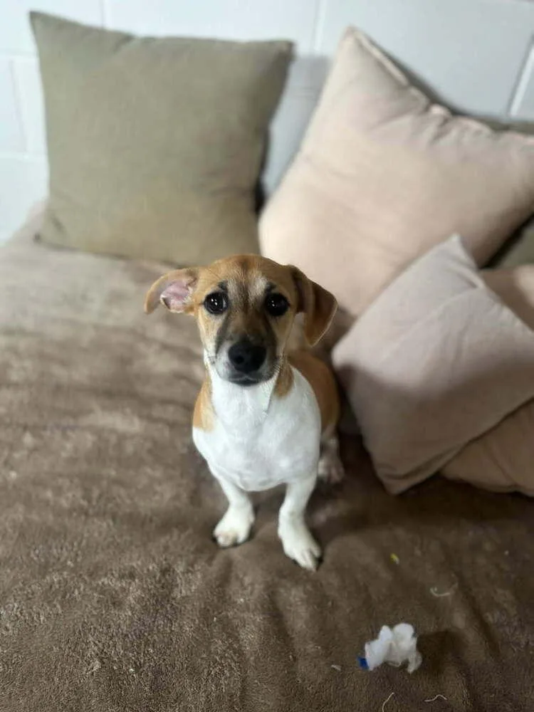 A baby small-sized male White / Cream Terrier dog named Jerry for adoption in San Leon, TX