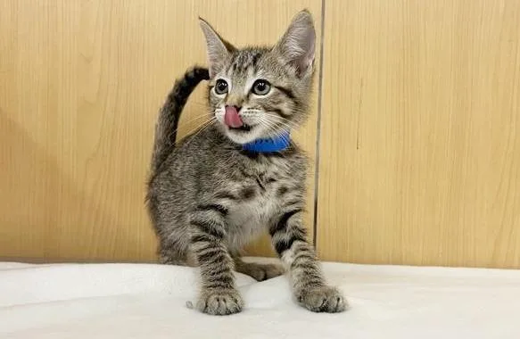 A baby small-sized male Domestic Medium Hair cat named Gremlin for adoption in Saint Louis, MO
