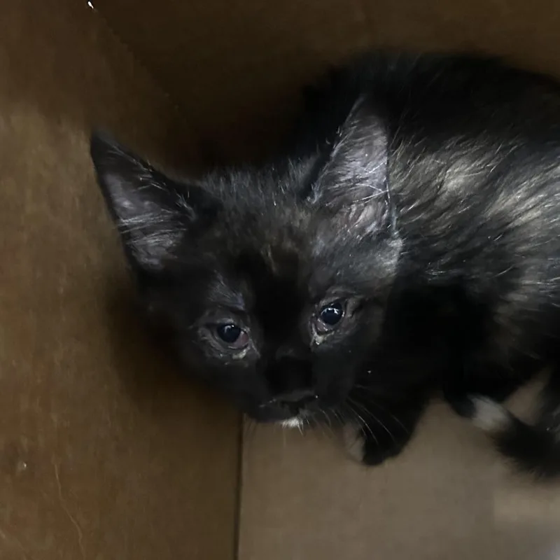 A baby small-sized female Black Domestic Short Hair cat named AHNJStray for adoption in Newark, NJ