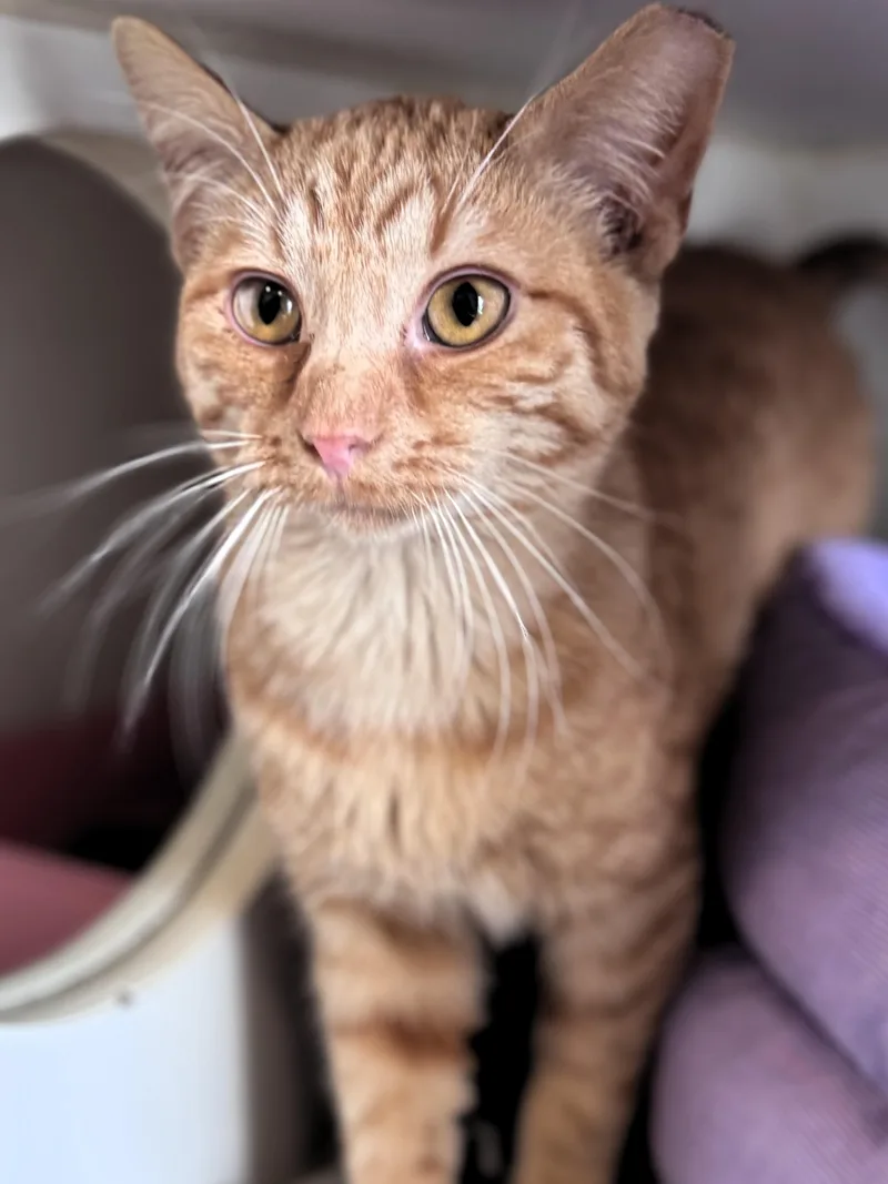 A baby medium-sized male Tabby (Orange / Red) Domestic Short Hair cat named Phil for adoption in Pekin, IL