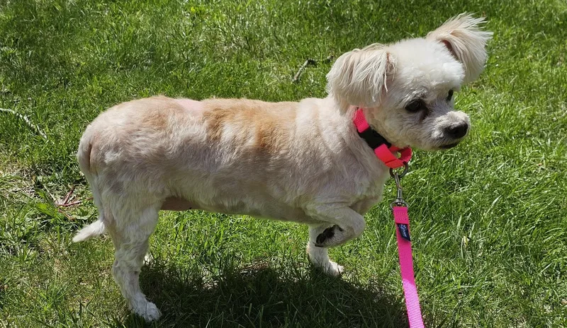 A senior small-sized female Apricot / Beige Maltese dog named Penelope Aka Penny for adoption in Troy, MI