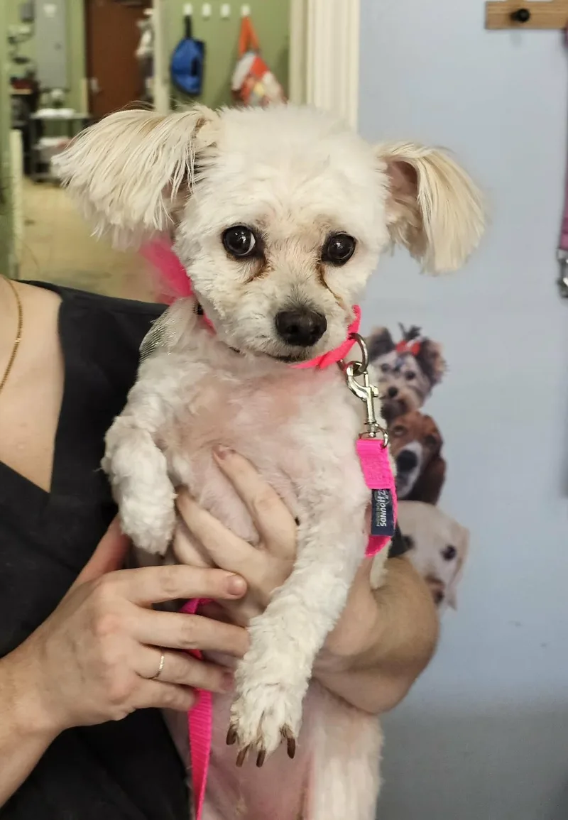 Penelope Aka Penny thumbnail 2