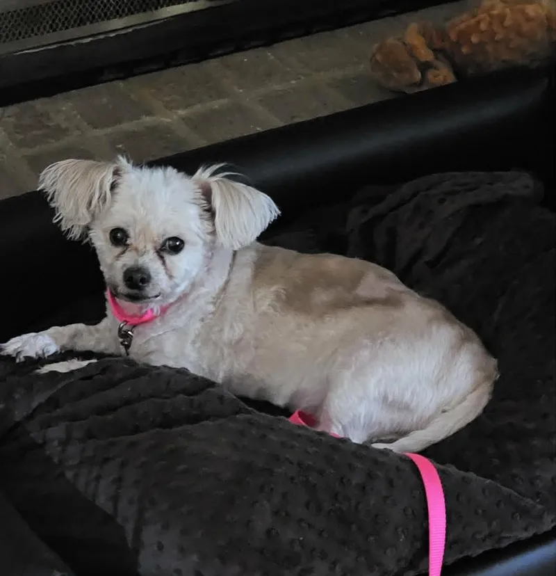 Penelope Aka Penny thumbnail 4
