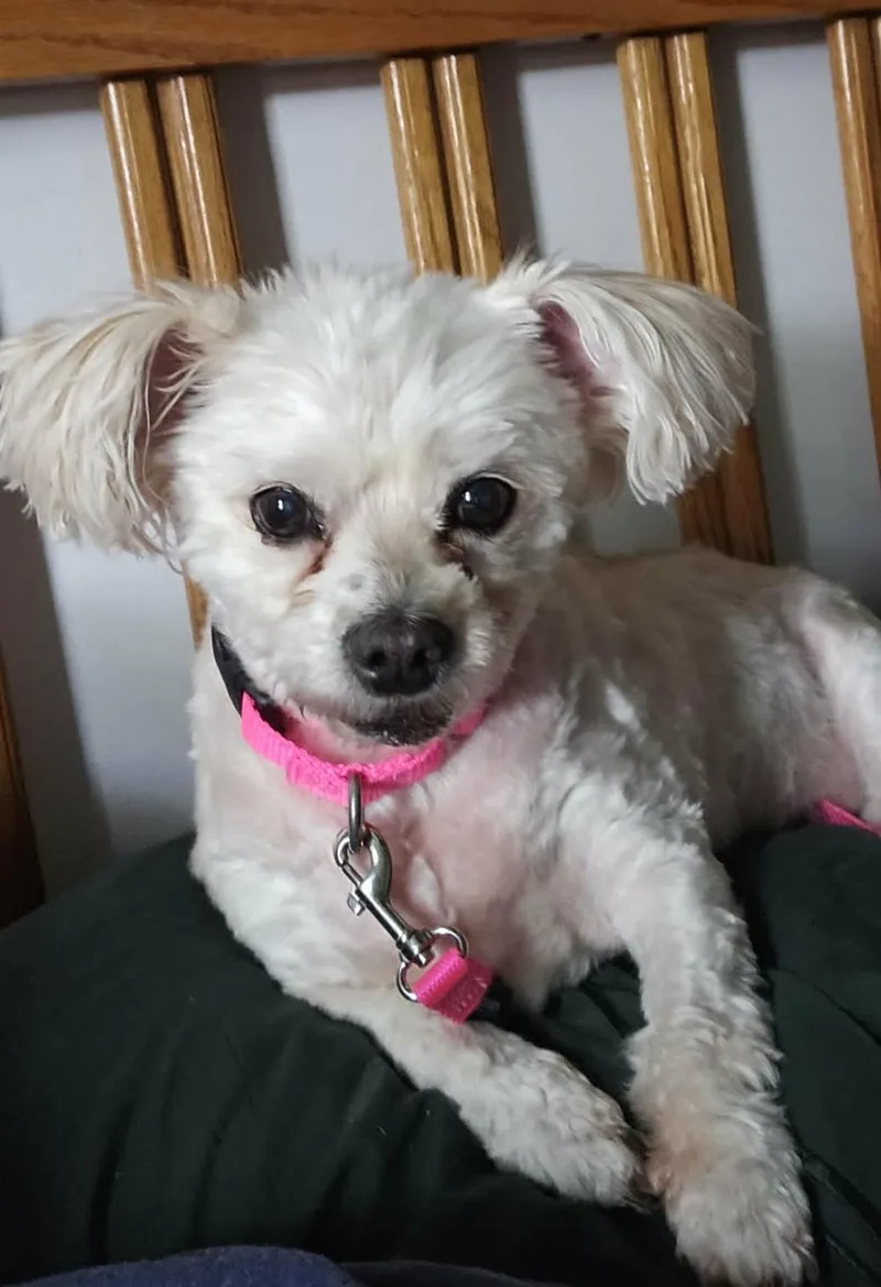 Penelope Aka Penny thumbnail 5