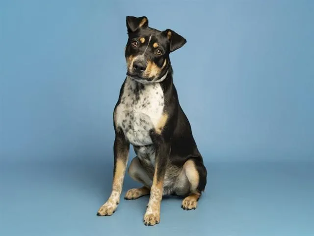 A young medium-sized male Australian Cattle Dog / Blue Heeler dog named Ricardo for adoption in Phoenix, AZ