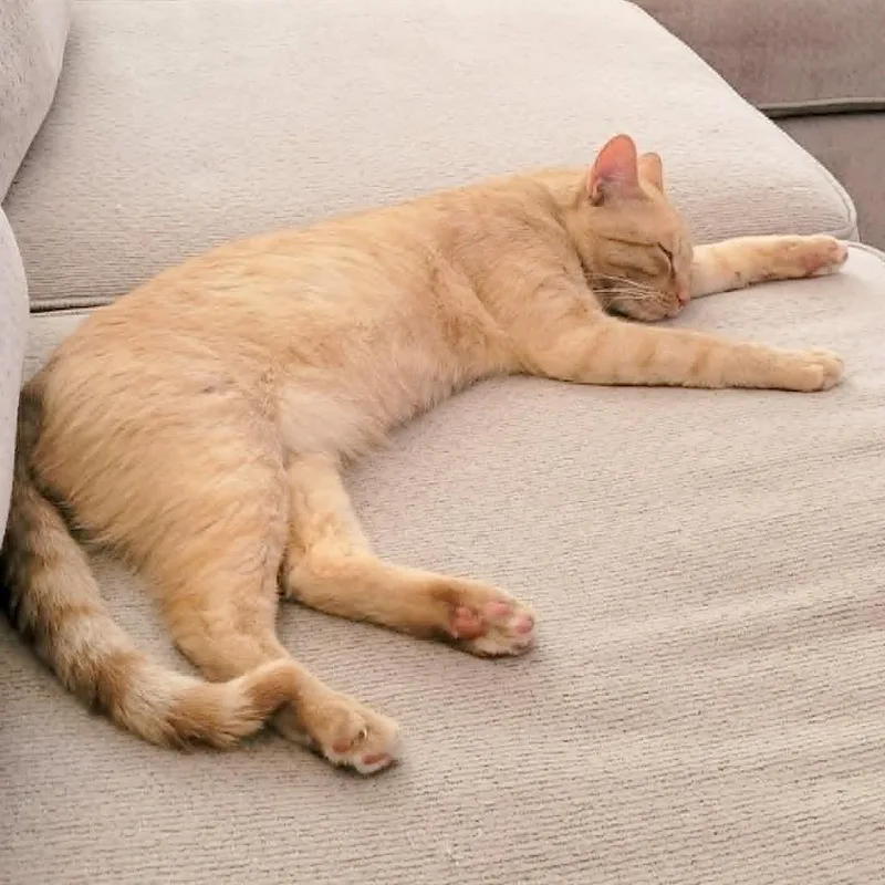 An adult large-sized male Domestic Short Hair cat named Jasper for adoption in FAIRWAY, KS